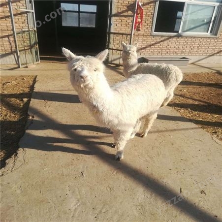 羊驼养殖场 羊驼回收价格 羊驼生活特征 出售