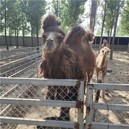 骆驼养殖成本 骑乘成年骆驼 骆驼活体养殖 市场价格
