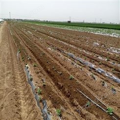 河北霈泽棉花种植滴灌设备厂家