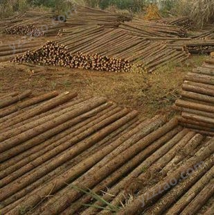 佛山杉木绿化杆价格,杉木绿化杆生产厂家,大量杉木绿化杆供应