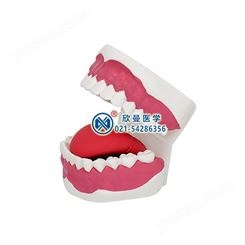 口腔牙齿护理模型（放大2倍，28颗牙）