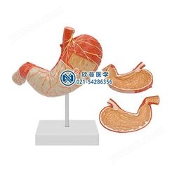 胃解剖放大模型-带数字标识