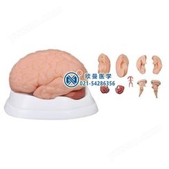 脑解剖模型（9部件）
