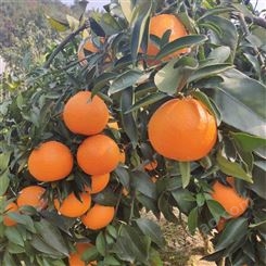 浙江红美人苗 桔子苗树 柑橘新品种树苗 欢迎订购
