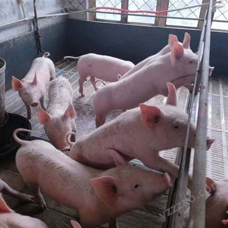 广东仔猪  养猪场买小猪  三元猪苗 耐粗粮 抗病能力强