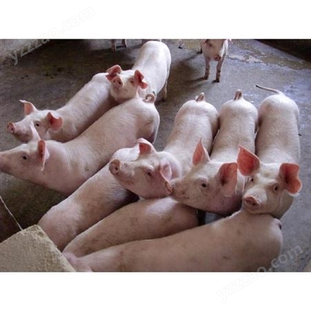 广东仔猪  养猪场买小猪  三元猪苗 耐粗粮 抗病能力强