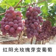 供应葡萄苗A18葡萄果树种苗  葡萄苗 葡萄香甜可口 品质保证A18葡
